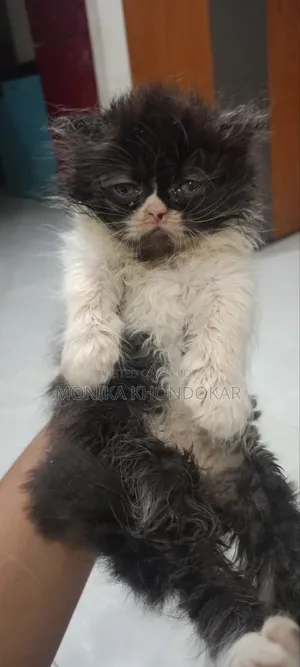 1-3 months Male Purebred Persian