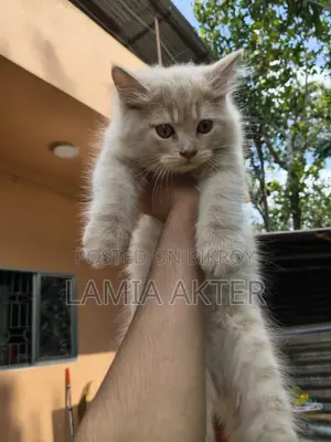 ১-৩ মাসের মহিলা পিউরব্রেড পার্সিয়ান