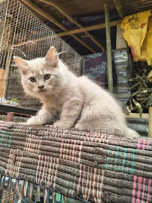 ১-৩ মাসের মহিলা পিউরব্রেড পার্সিয়ান
