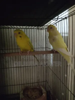 Budgerigar Birds for Sale