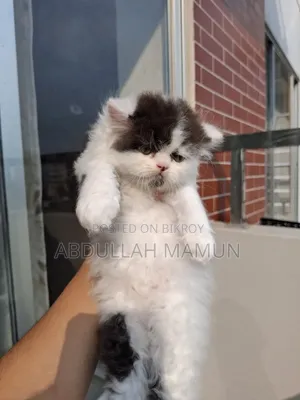 1-3 months Male Purebred Persian