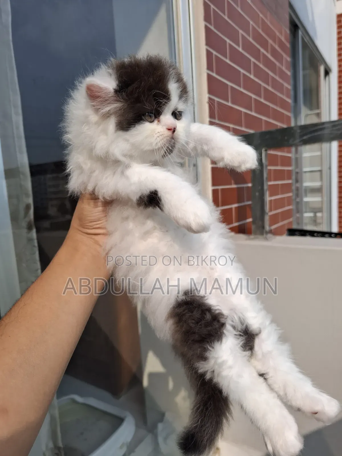 1-3 months Male Purebred Persian