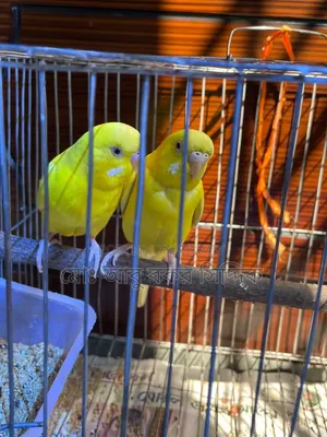 Budgerigar Bird