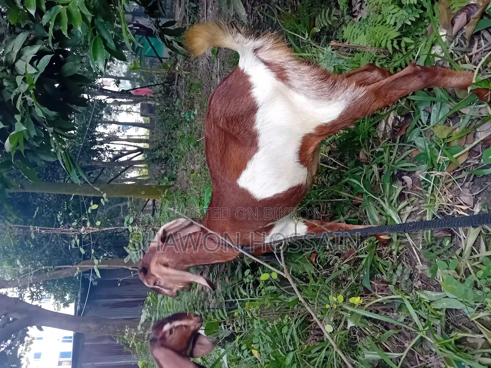 রাম ছাগল খাসি একটা, একটা বগি একসাথে বিক্রি হবে