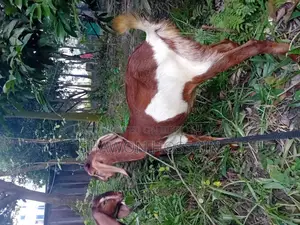 রাম ছাগল খাসি একটা, একটা বগি একসাথে বিক্রি হবে