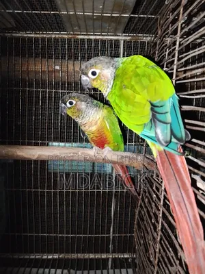 গ্রীন চিক কুনুর