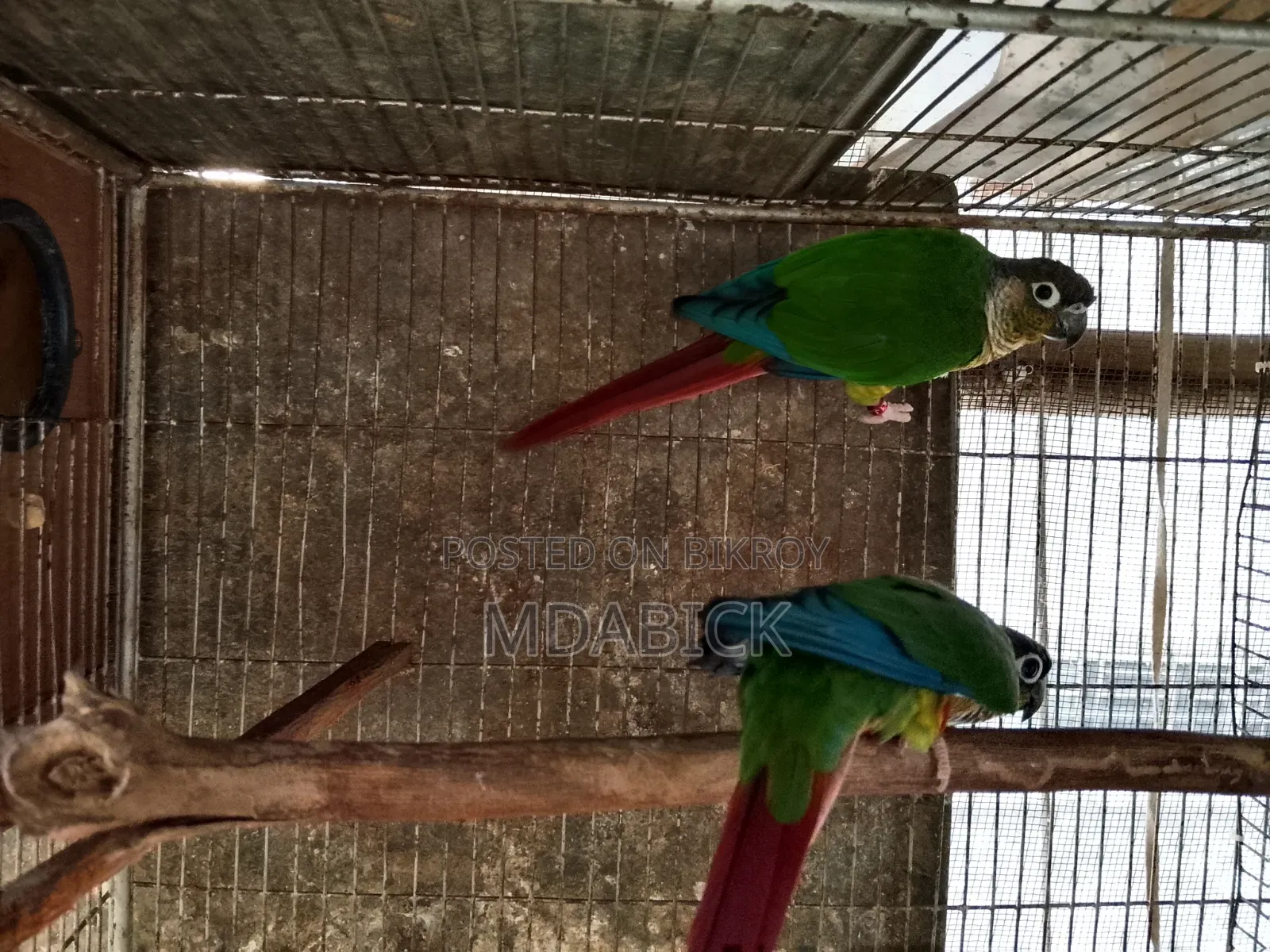 গ্রীন চিক কুনুর