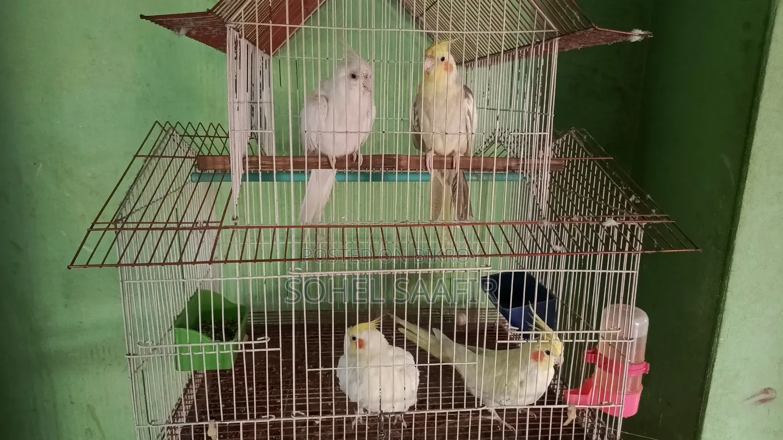 ককাটেল পাখি,লাভবার্ডস পাখি