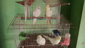 ককাটেল পাখি,লাভবার্ডস পাখি