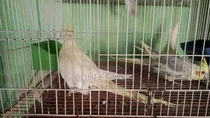 ককাটেল পাখি,লাভবার্ডস পাখি