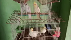 ককাটেল পাখি,লাভবার্ডস পাখি