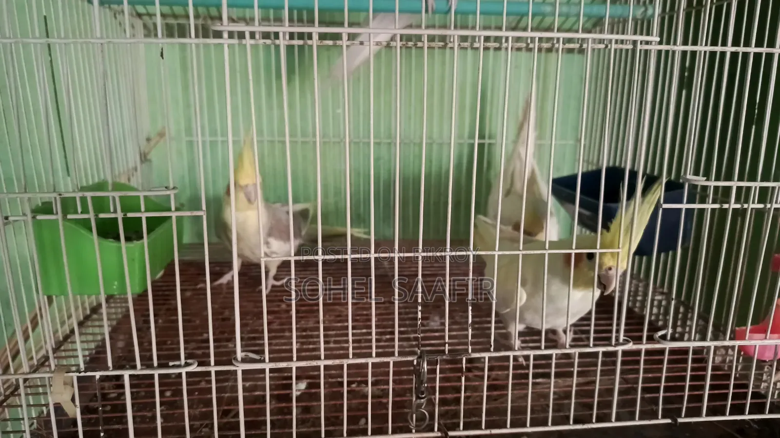 ককাটেল পাখি,লাভবার্ডস পাখি