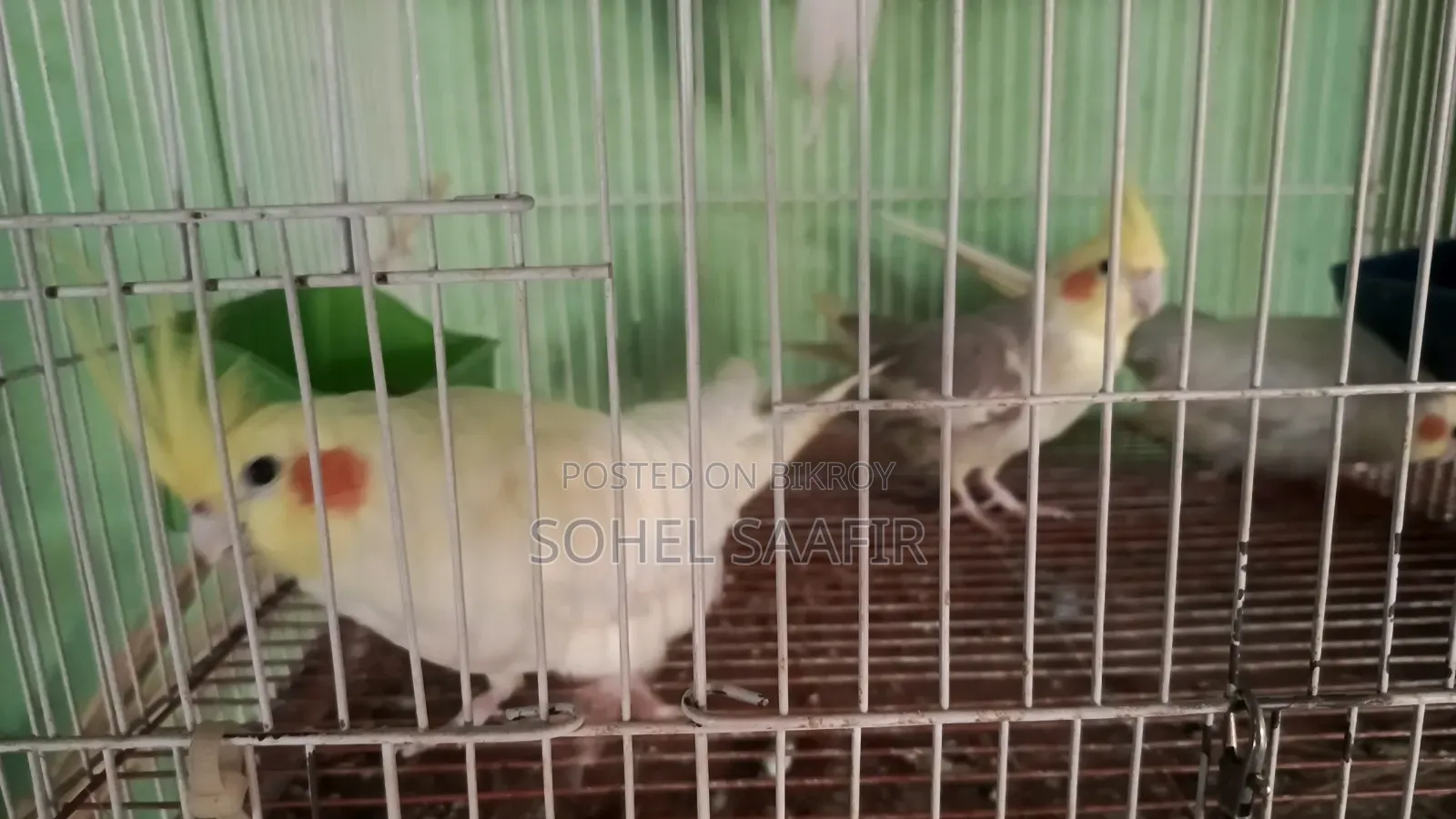 ককাটেল পাখি,লাভবার্ডস পাখি