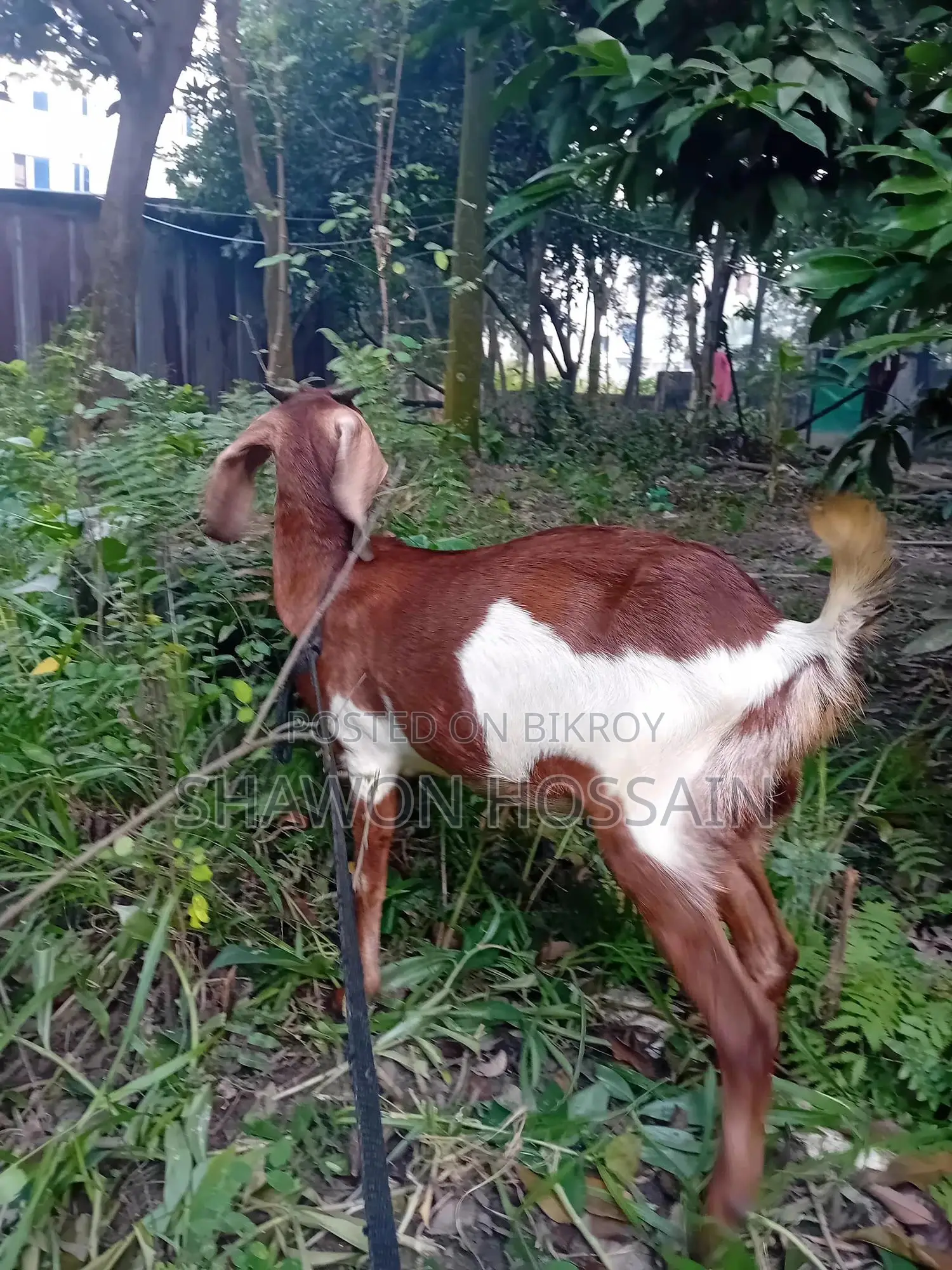 রাম ছাগল খাসি একটা, একটা বগি একসাথে বিক্রি হবে