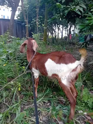 রাম ছাগল খাসি একটা, একটা বগি একসাথে বিক্রি হবে