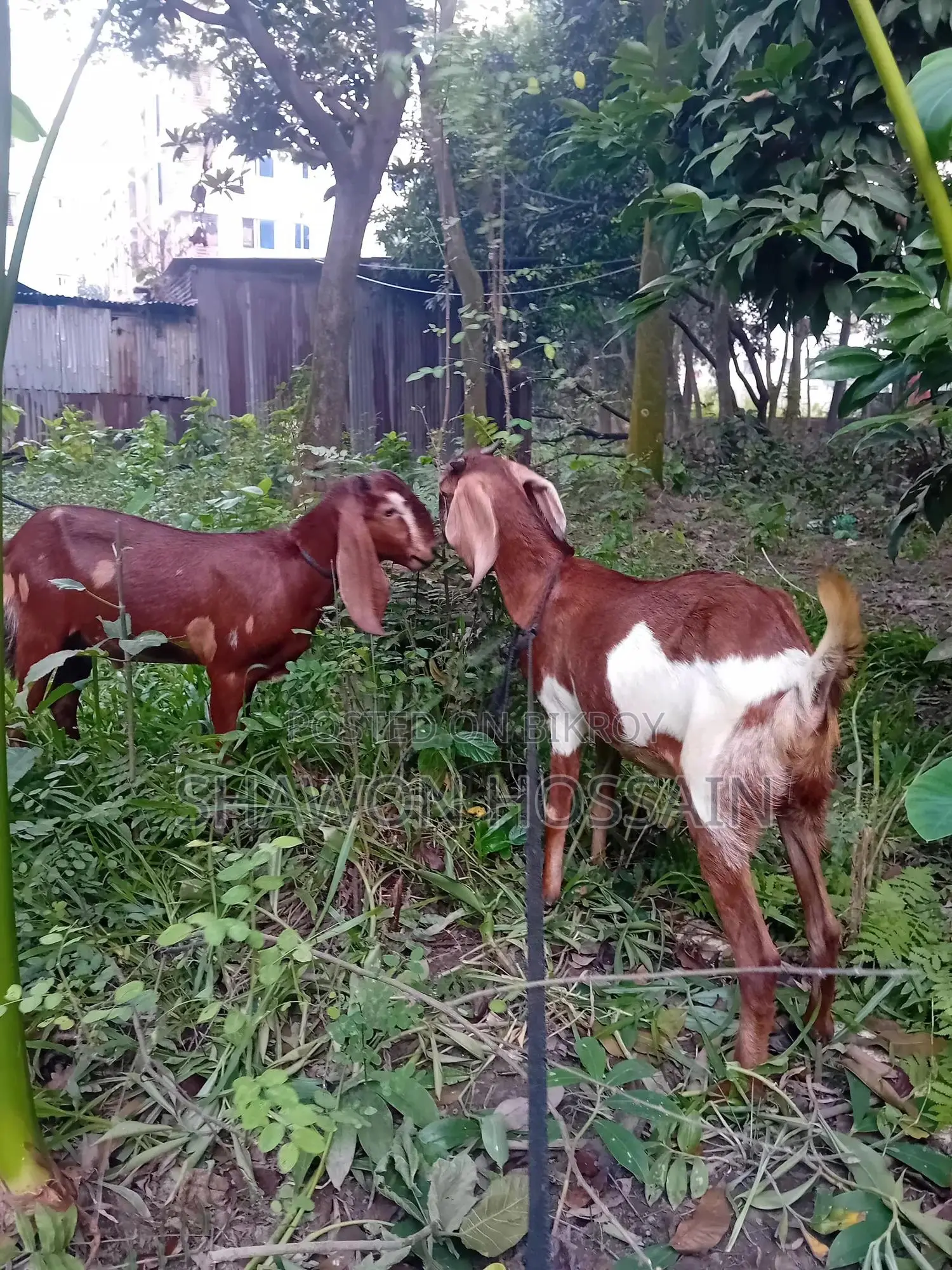 রাম ছাগল খাসি একটা, একটা বগি একসাথে বিক্রি হবে