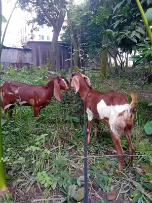 A male goat and a female goat, to be sold together