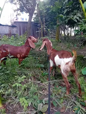 রাম ছাগল খাসি একটা, একটা বগি একসাথে বিক্রি হবে