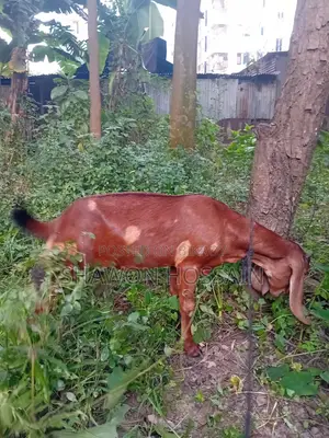 রাম ছাগল খাসি একটা, একটা বগি একসাথে বিক্রি হবে