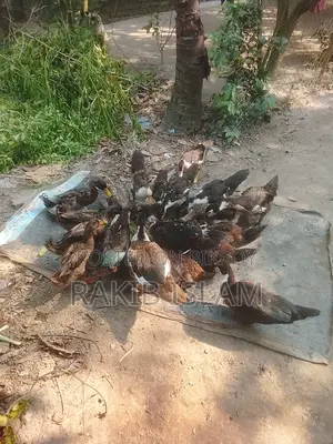 Muscovy and Local Ducks for Sale