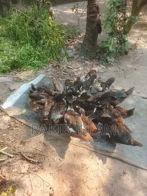 Muscovy and Local Ducks for Sale