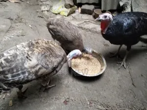 Two Turkey Female and Male, One Guinea Fowl