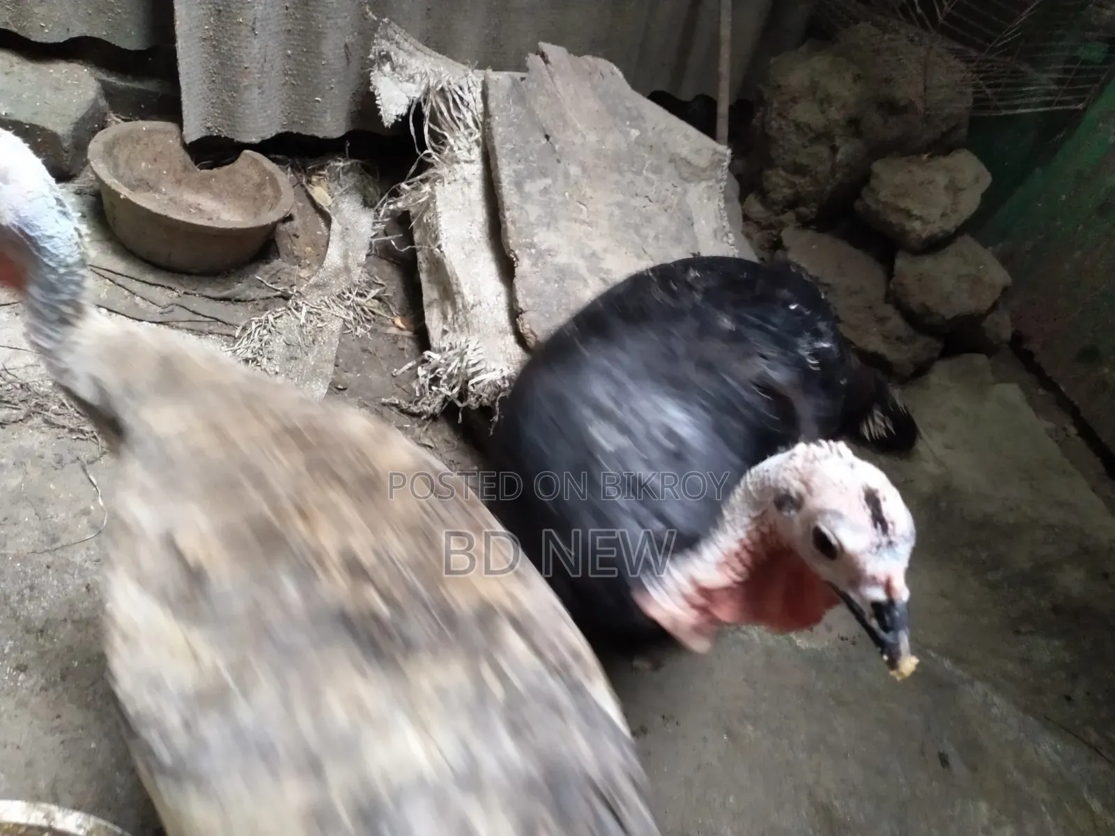 Two Turkey Female and Male, One Guinea Fowl