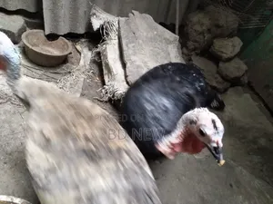 Two Turkey Female and Male, One Guinea Fowl