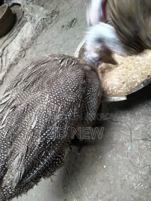 Two Turkey Female and Male, One Guinea Fowl