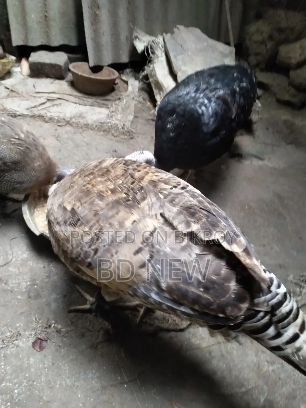 Two Turkey Female and Male, One Guinea Fowl