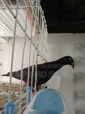 Exhibition Female Pigeon