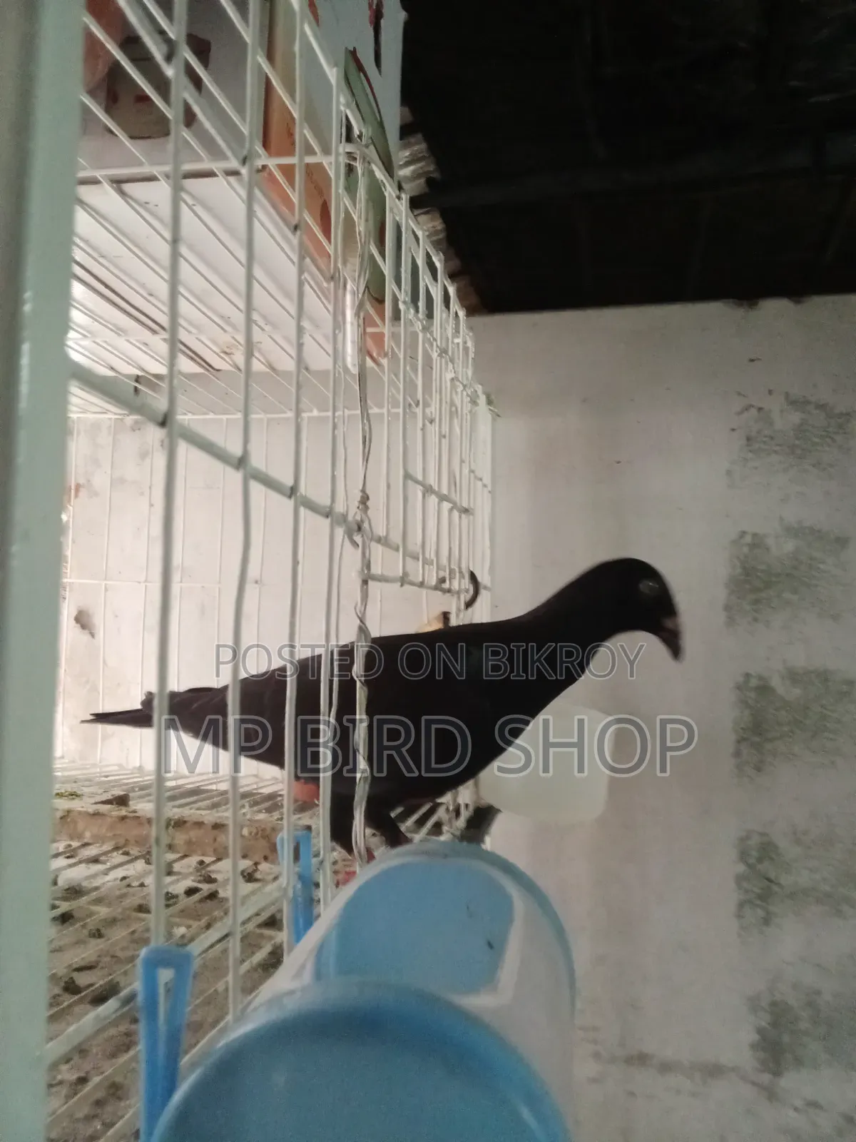 Exhibition Female Pigeon