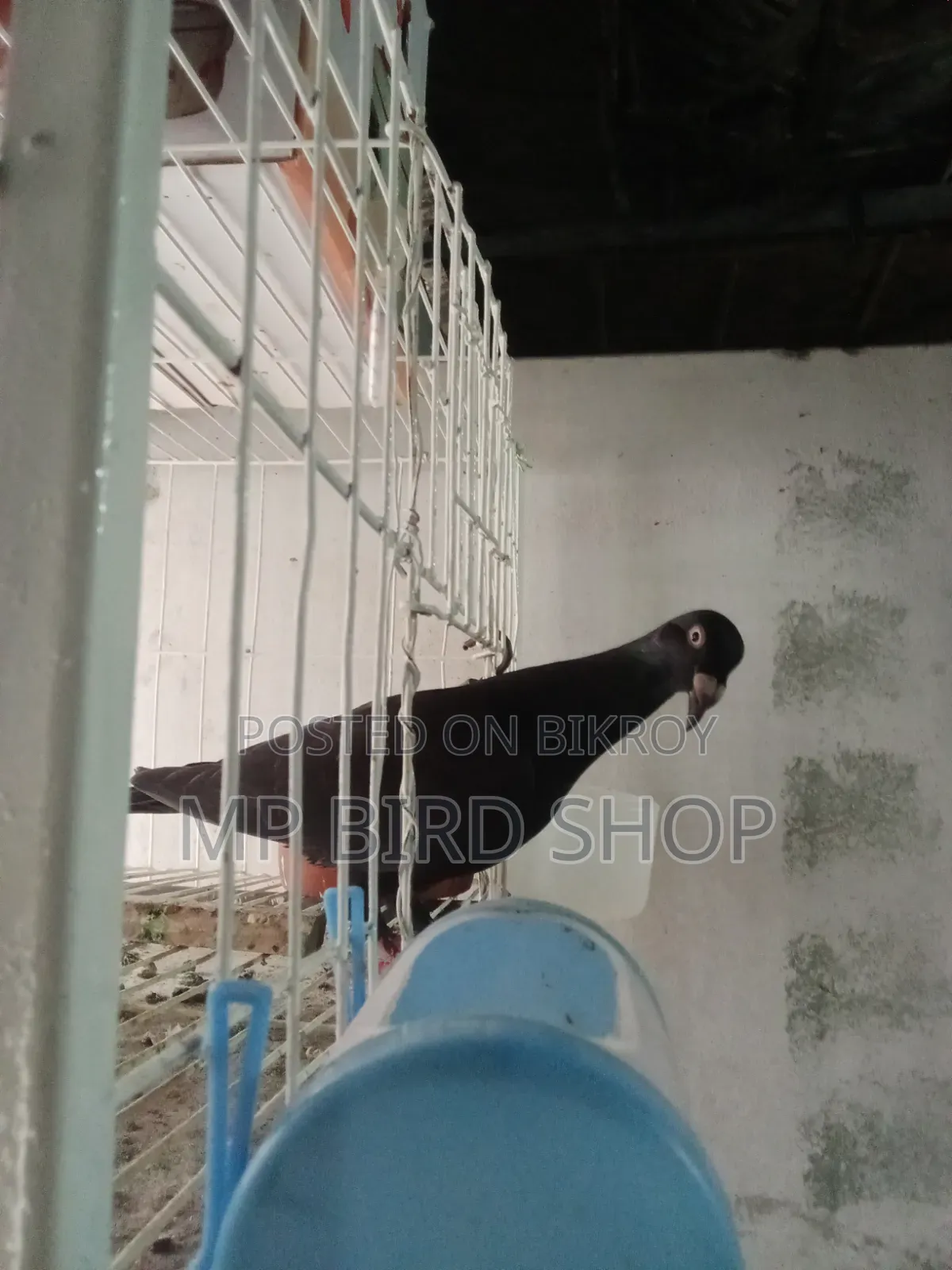 Exhibition Female Pigeon