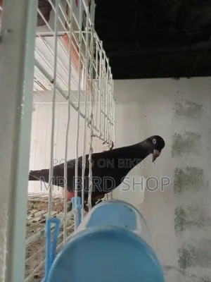 Exhibition Female Pigeon