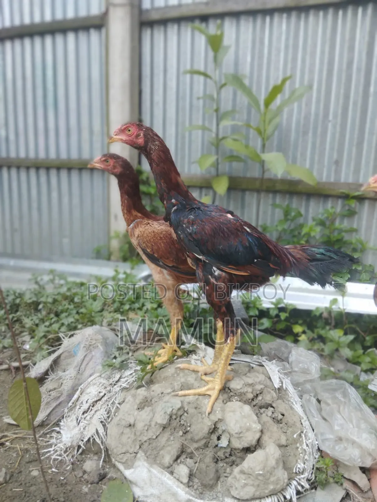 আসিল মুরগি