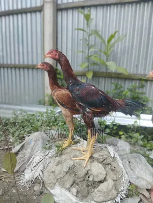 Asil chicken
