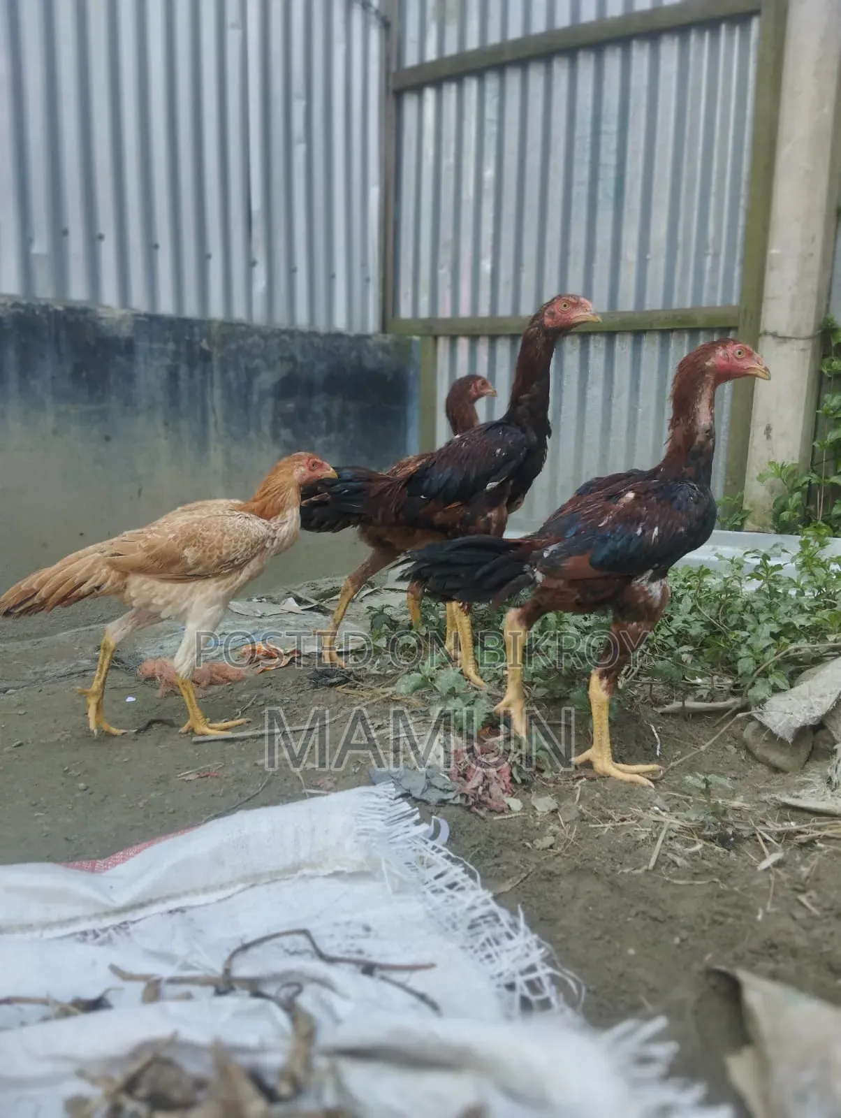 আসিল মুরগি