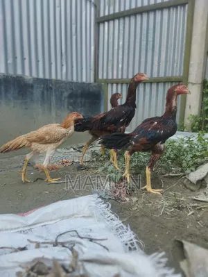 আসিল মুরগি