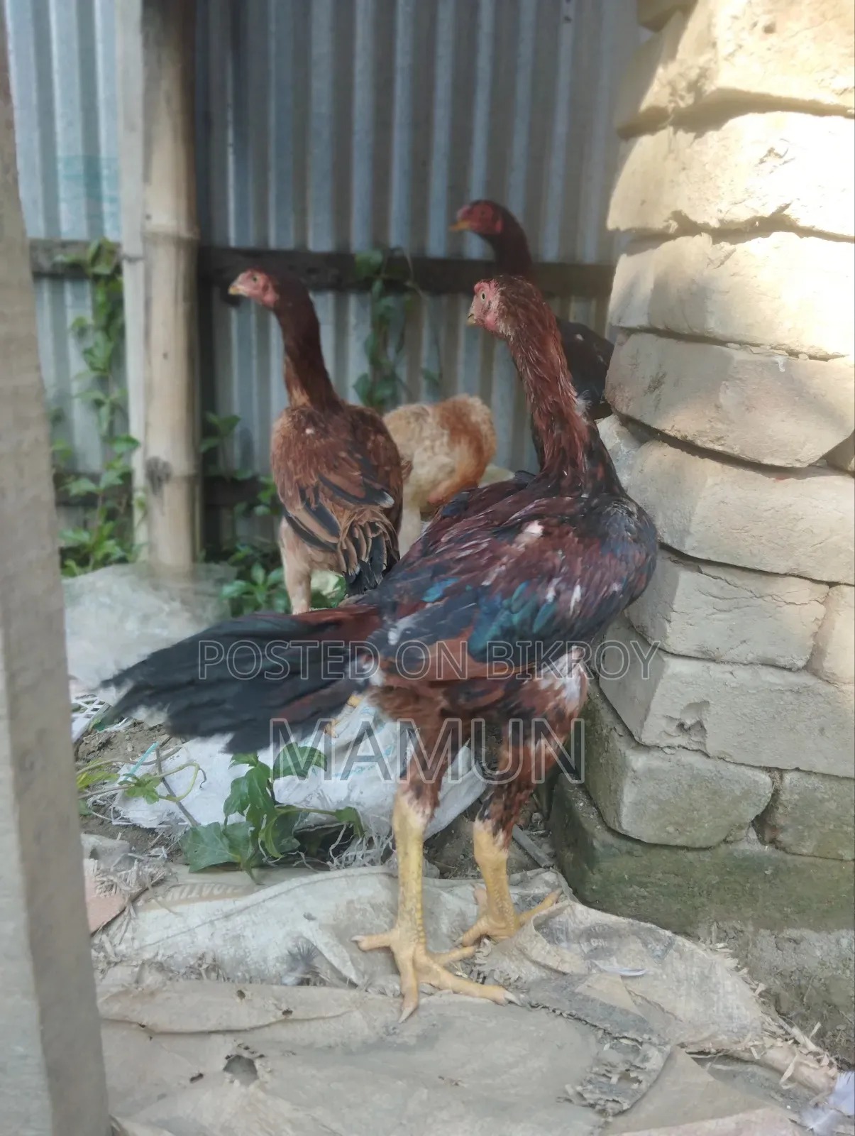 আসিল মুরগি