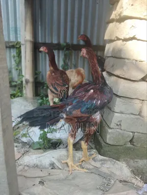 আসিল মুরগি