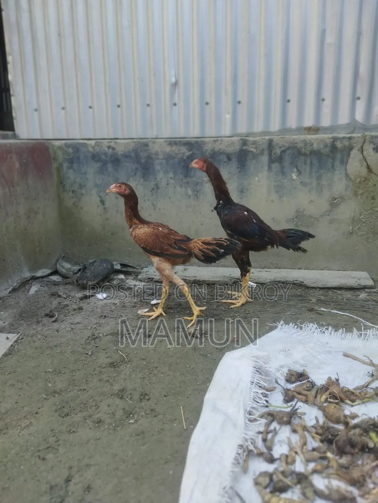 আসিল মুরগি