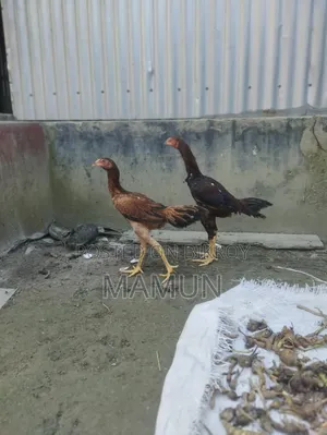 আসিল মুরগি