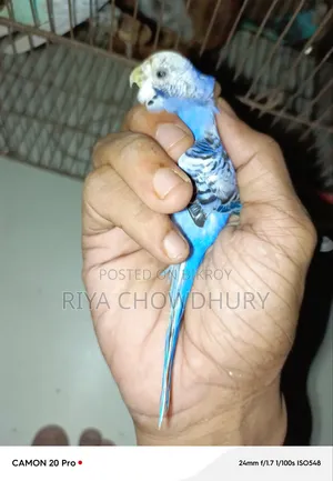 বিক্রির জন্য ১২ পিস বাজিগর পাখি