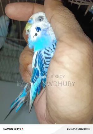 বিক্রির জন্য ১২ পিস বাজিগর পাখি