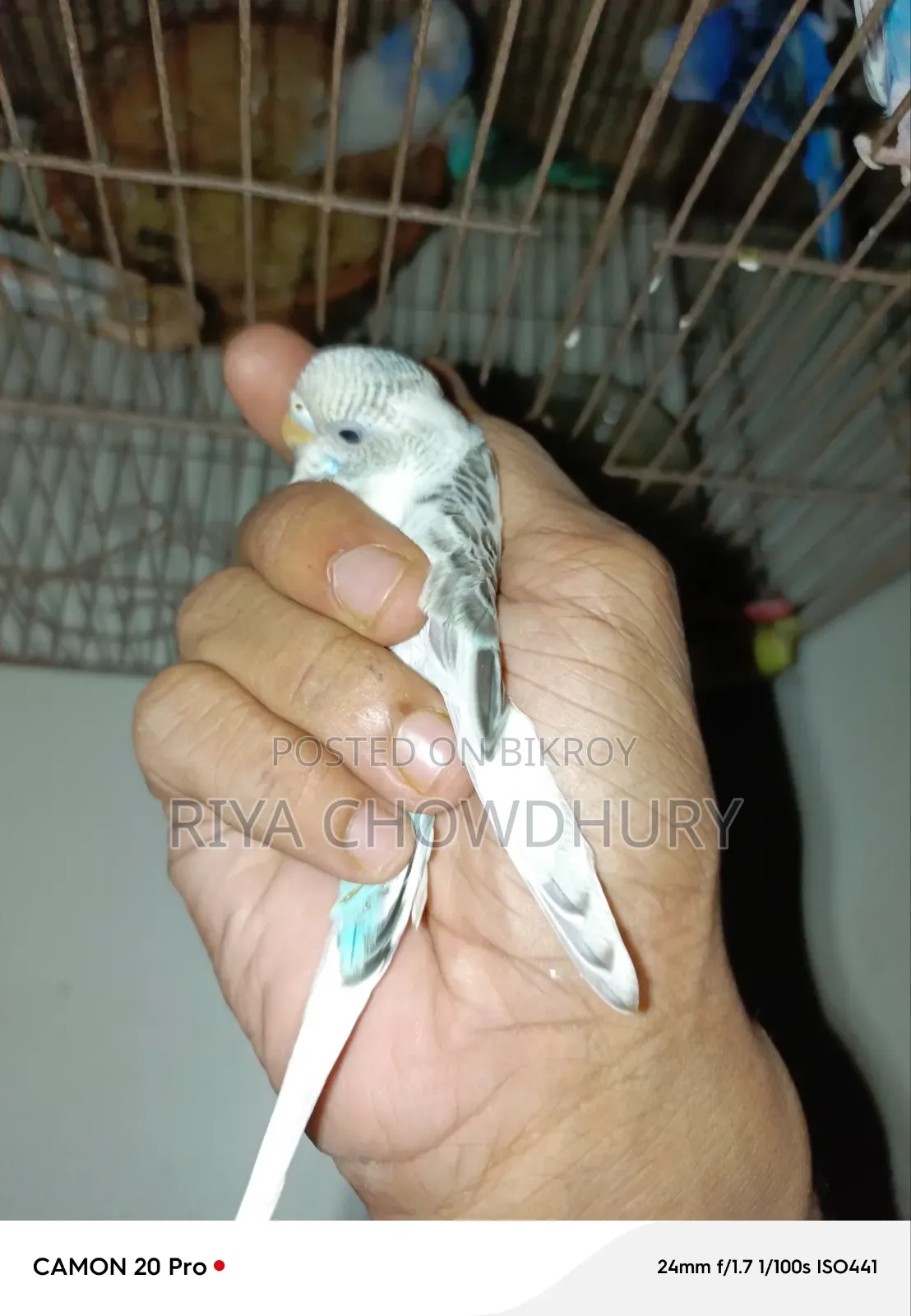 বিক্রির জন্য ১২ পিস বাজিগর পাখি