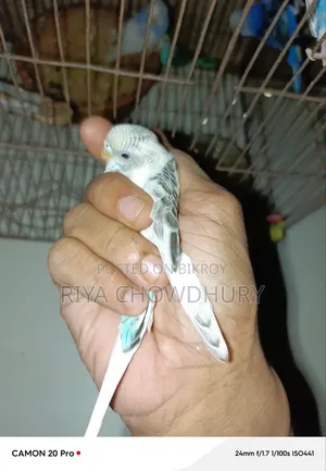 বিক্রির জন্য ১২ পিস বাজিগর পাখি