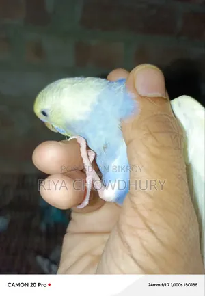 বিক্রির জন্য ১২ পিস বাজিগর পাখি