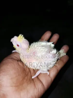 যারা কোকাটেল বাচ্চা চাচ্ছেন তারা এই পাখিটি নিতে পারেন