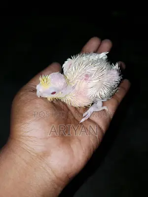 যারা কোকাটেল বাচ্চা চাচ্ছেন তারা এই পাখিটি নিতে পারেন