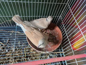 Dove Bird (Adult Pair)